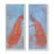 Stupell Industries Elegant Peacock Feathers Forest Bird Blue Orange,7" x 17"